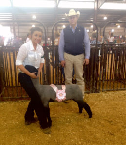 JessiKate Riley showing sheep